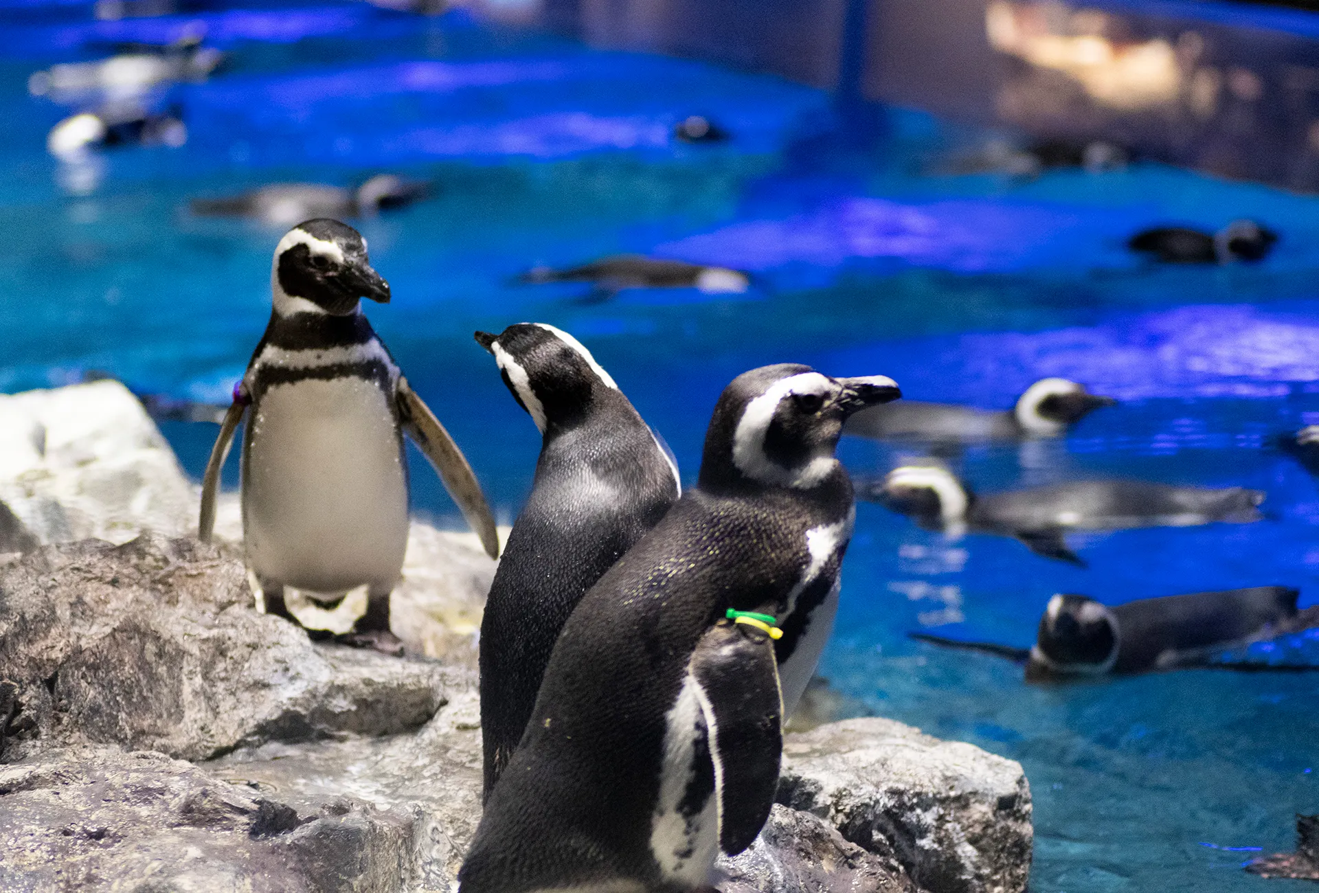 すみだ水族館
